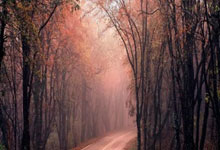 东契奇为一众球迷耐心签名!汤爹:还有哪位超级巨星能做到?.